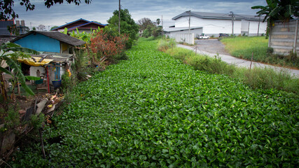 
Water hyacinth, the cause of wastewater and flooding 