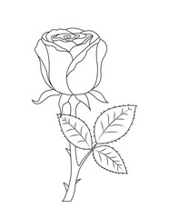 rose flower line art coloring page illustration outline  for coloring book