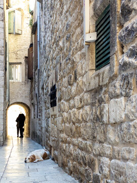Dog lying in the old town in Split, Croatia