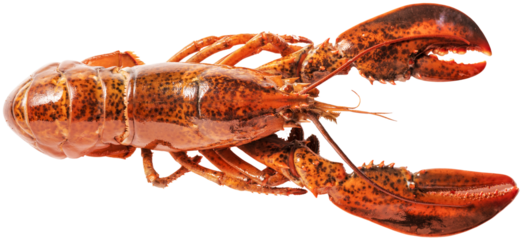 Cooked lobster isolated on white, Steam Canadian lobster on white background PNG File.