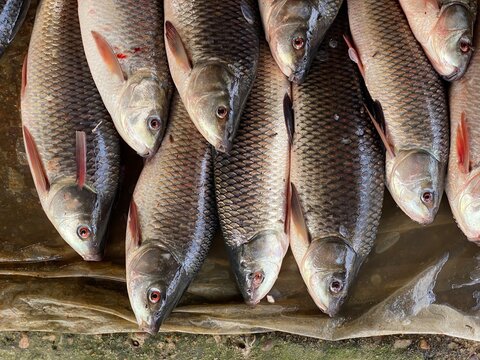 Close up view fresh fish selling in a small shop
