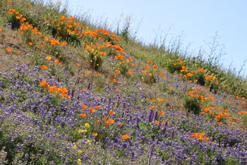 Hillside blooming with Blue Lupines and California Poppies in the East Bay region of Northern...