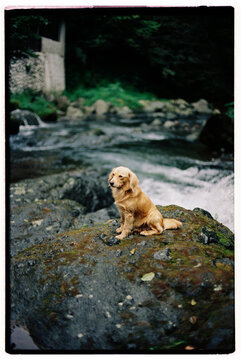 Dog in the middle of the river