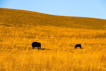 A mother and baby cow graze on the slopes of Hidden Valley Open Space in the evening
