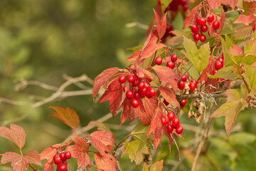 Buffalo Berries on a Bush