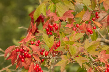 Buffalo Berries on a Bush