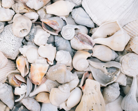 Collection of seashells