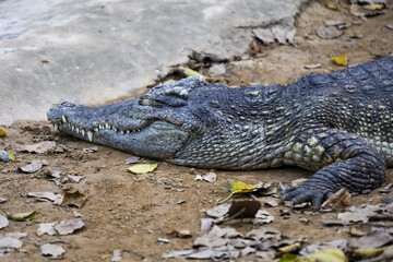Naklejka premium Close up crocodile head in garden