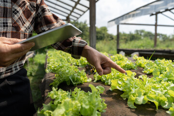 Close up business owner observes about growing organic arugula on hydroponics farm with tablet on...
