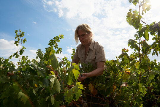 Harvesting in vineyard, Agriculture Winery