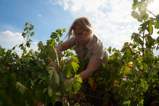 Harvesting in vineyard, Agriculture Winery