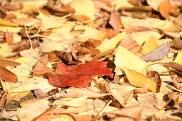 fallen autumn leaves