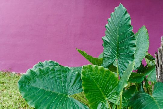 Tropical plants in a garden