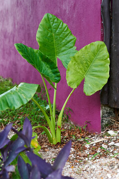 Tropical plants in a garden