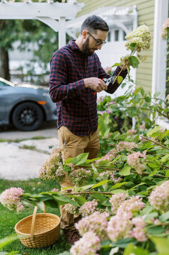 Young man cutting panicle hydrangeas in his front garden