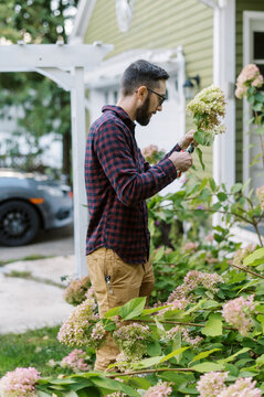 Young man cutting panicle hydrangeas in his front garden