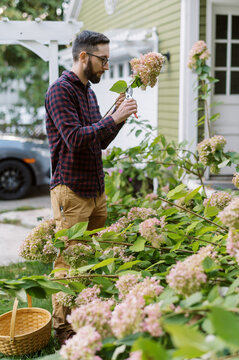 Young man cutting panicle hydrangeas in his front garden