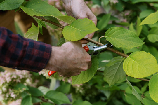 Young man cutting panicle hydrangeas in his front garden
