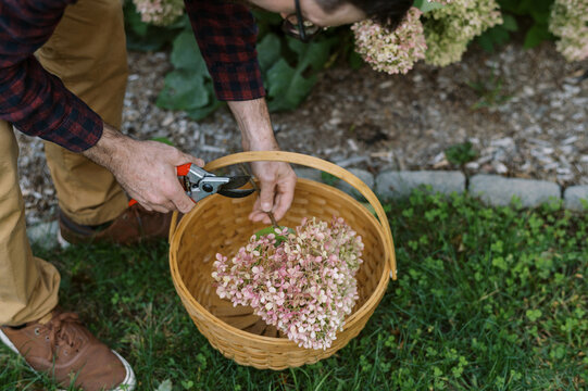Young man cutting panicle hydrangeas in his front garden