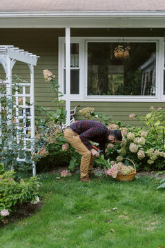 Young man cutting panicle hydrangeas in his front garden