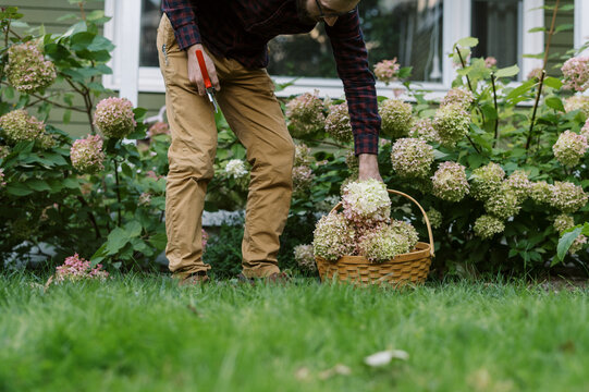 Young man cutting panicle hydrangeas in his front garden