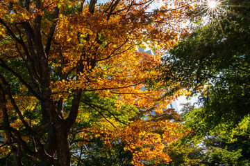 Early Autumn in Down town district of Shinagawa, Tokyo with green and eco designed city.