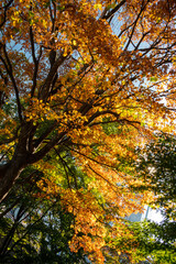 Early Autumn in Down town district of Shinagawa, Tokyo with green and eco designed city.