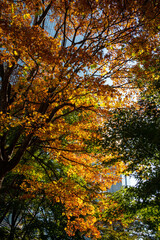 Early Autumn in Down town district of Shinagawa, Tokyo with green and eco designed city.