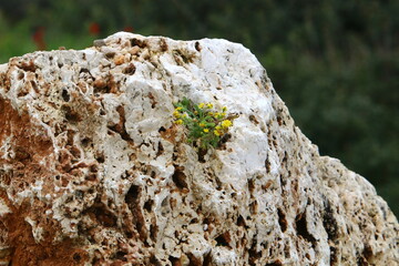 Green plants and flowers grow on rocks and mountain cliffs.