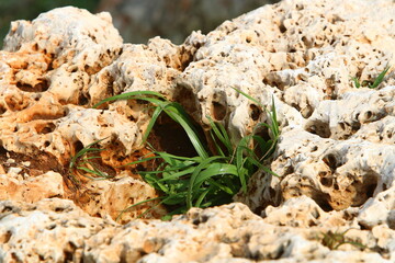 Green plants and flowers grow on rocks and mountain cliffs.