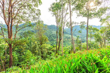 The blurred background of the twilight light in the evening under the trees, surrounded by mountains and cool breeze, seen during the tourist spots.