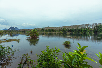 Natural background of tourist attractions, there are kayaks to see the scenery in the river, there are trees, various kinds of fish and the natural wind blows in a blur. cool weather
