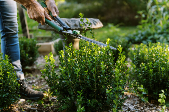 middle aged woman trimming boxwood