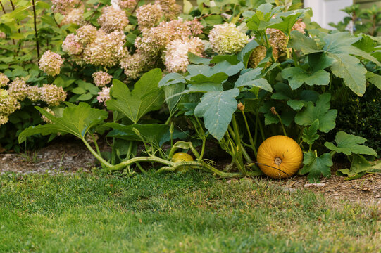 Pumpkin growing on a vine and taking over the front yard garden