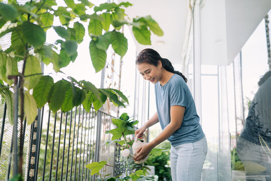The attractive woman watering flowers in the apartment.