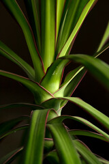 Obraz premium The stem of the indoor plant dracaena