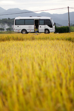 Asian lady sitting in station wagon in golden rice field