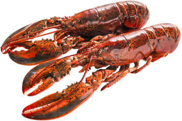 Cooked lobster isolated on white, Steam Canadian lobster on white background PNG File.