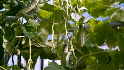 In the foreground, a ripe cucumbers grown in a greenhouse. This is an environmentally friendly product. The product is suitable for people leading a healthy lifestyle