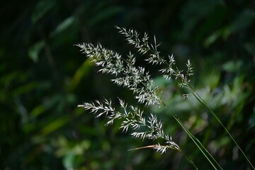 Calamagrostis brackytricha( Feather reed grass ). Poaceae perennial plants. It grows in clumps in forests and bears flower spikes from August to October.