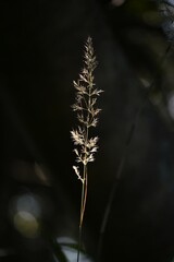 Calamagrostis brackytricha( Feather reed grass ). Poaceae perennial plants. It grows in clumps in forests and bears flower spikes from August to October.