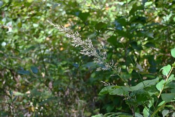 Calamagrostis brackytricha( Feather reed grass ). Poaceae perennial plants. It grows in clumps in forests and bears flower spikes from August to October.