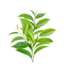 Tea leaves isolated on  transparent png