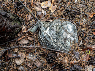 piece of transparent mica in the forest near a mica mine