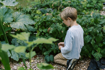 Little boy picking beans in the garden