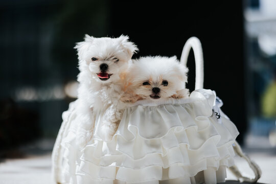 Basket of Maltese Puppies