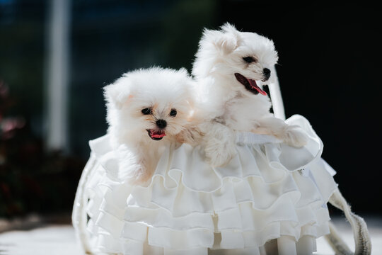 Basket of Maltese Puppies