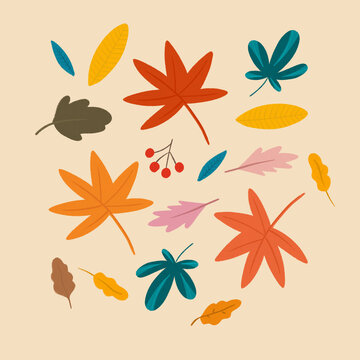 Leaves In Fall Botanical Nature Illustration