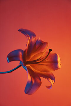 a white lily in profile