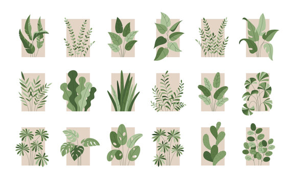 Vector set of botanical illustrations in flat style with frame. Isolated template of green cactus, monstera leaves, fern, ficus, zamioculcas with outline. Bush, branches of plants. Line art